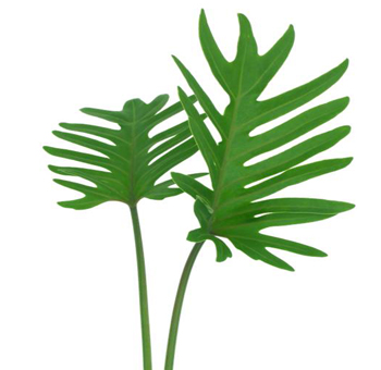 Xanadu Green