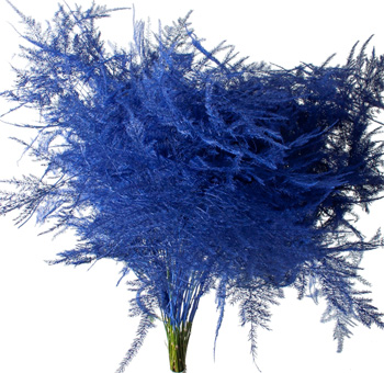 Plumosa Fern
