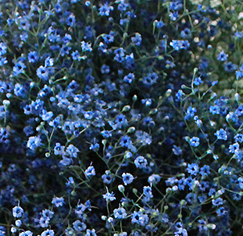 Blue Babys Breath