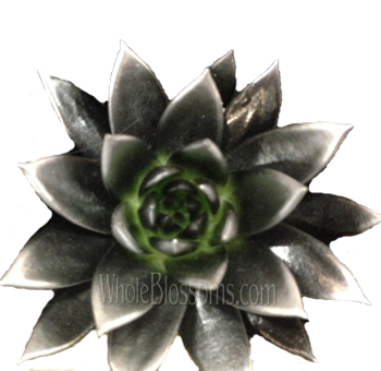 Striking black succulents with silver highlights, ideal for moody wedding florals and modern event styling.