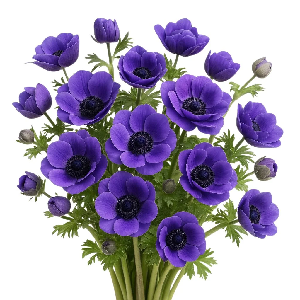 Blue anemones with vibrant petals and black centers, perfect for weddings, centerpieces, and wholesale bulk floral designs.