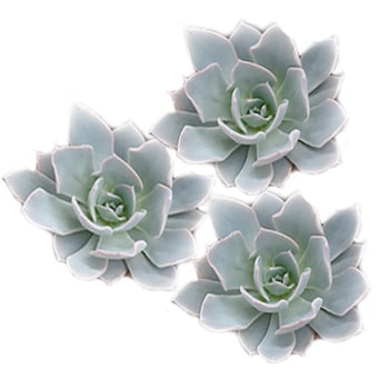 Blue Succulents