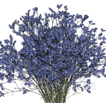 Airbrushed blue limonium flowers with fine texture, ideal for beach weddings, events, and soft floral styling.