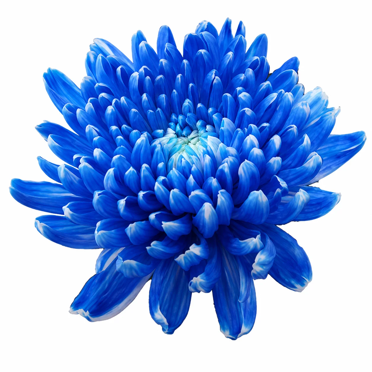 Bulk tinted blue cremon mum - fresh vibrant blue bloom for wholesale wedding flowers, centerpieces and event arrangements