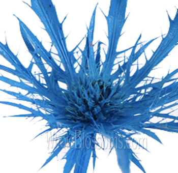 Dark blue-tinted thistle eryngium with bold color, perfect for weddings, gifts, and modern décor.