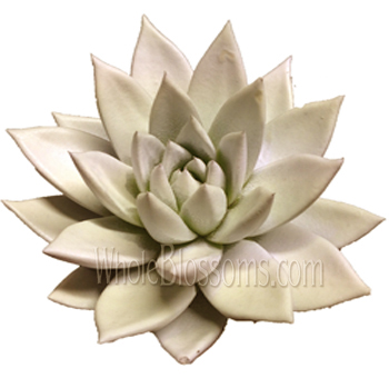 Grey Succulents