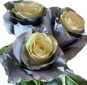 Holiday Bicolor White and Silver Rose with creamy white petals and shimmering silver edges, perfect for festive floral arrangements and winter events.