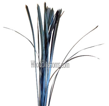 Lily Grass