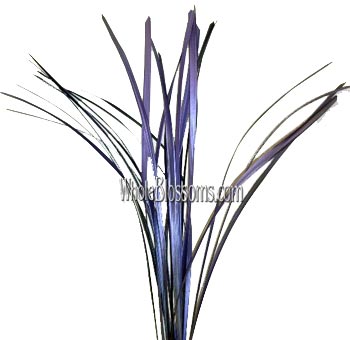 Lily Grass
