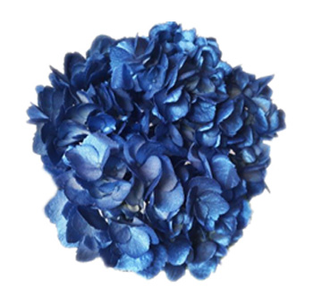 Close-up of metallic blue airbrushed hydrangea showcasing shimmering petals and vibrant texture for weddings, centerpieces, and bold designs.