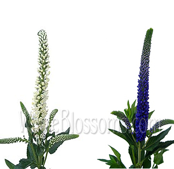 Veronica flowers in a purple and white mix, ideal for weddings, bulk floral designs, and elegant, premium flower arrangements.