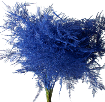 Asparagus Fern