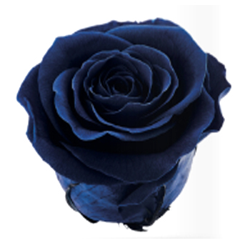 Dark Blue Roses