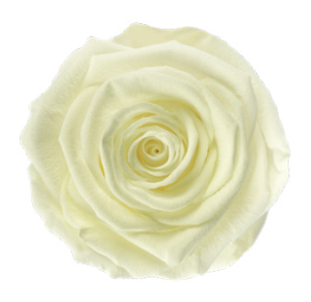 White Rose