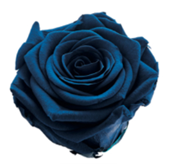 Blue Rose