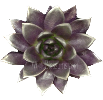 Silver-coated purple succulents for modern weddings, unique floral gifts, and cool-toned premium arrangements.