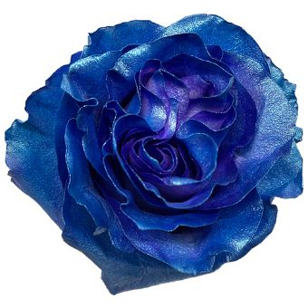 Blue Rose Tinted - Gradient with velvety petals transitioning from deep royal blue to azure, perfect for weddings, artistic displays, and elegant floral designs.