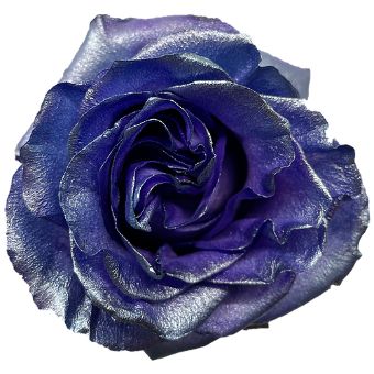 Blue Rose Tinted - Presidential with deep blue velvety petals and metallic sheen, perfect for elegant floral designs, weddings, and gala events.