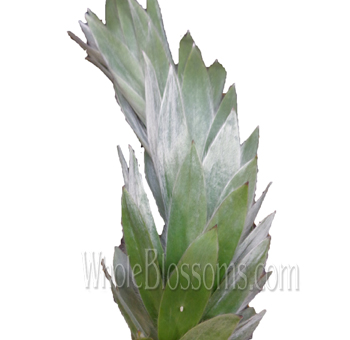 Leucadendron Argentum Silver Tree adds frosted elegance with its tinted silvery foliage, ideal for premium weddings and events.