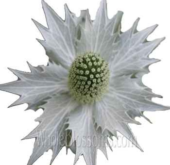 White-tinted thistle eryngium with cool elegance, perfect for weddings, gifts, and rustic arrangements.