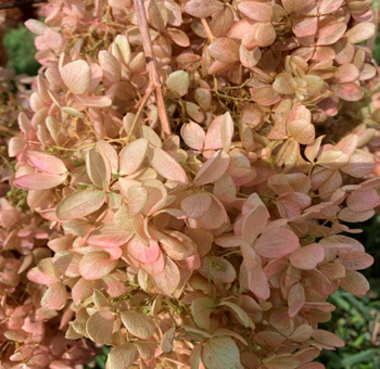 Close-up of preserved Hydrangea in Green Rose color for floral arrangements and decorative displays.