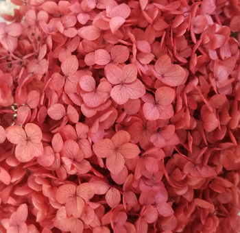 Close-up of preserved deep red hydrangea petals, displaying their delicate, papery texture and vibrant color, perfect for floral arrangements, wreaths, or event décor.