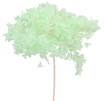 Single stem of a light green hydrangea bloom with soft, airy petals. The pastel green color adds a fresh, soothing element to floral arrangements, perfect for enhancing natural and elegant décor.
