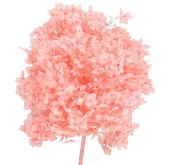 Single stem of a vibrant pink hydrangea bloom with delicate, clustered petals. The bright color and soft texture make it perfect for adding a pop of color to floral arrangements and decorative displays.