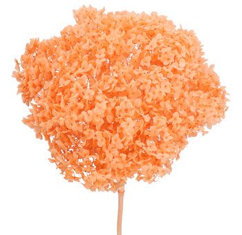 Single stem of a bright orange hydrangea bloom with clustered, tiny petals. The vivid orange color brings warmth and energy to floral arrangements, ideal for autumn-themed decorations and events.