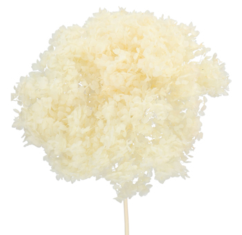 Single stem of a delicate ivory hydrangea bloom, featuring soft, clustered petals with a voluminous, cloud-like appearance. Ideal for adding elegance and texture to floral arrangements and centerpieces.
