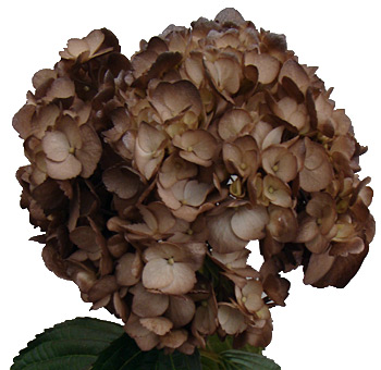 Airbrushed chocolate-toned hydrangeas with earthy richness, perfect for rustic weddings and premium event decor.