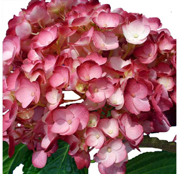 Airbrushed burgundy hydrangeas with rich tones, ideal for fall weddings and luxurious floral centerpieces.