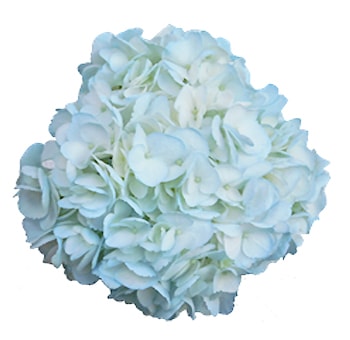 Close-up of Light Blue Jumbo Hydrangea tinted petals with pastel tones, ideal for weddings, baby showers, and spring events.