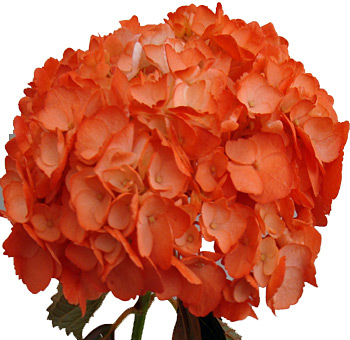 Close-up of a bold orange hydrangea flower with hand-airbrushed petals, perfect for weddings, DIY bouquets, or fall floral designs.