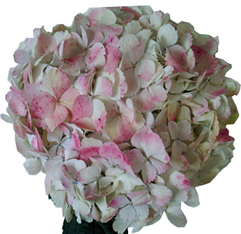 Pink Antique Hydrangeas Jumbo bloom with delicate petals, ideal for vintage-inspired wedding décor.