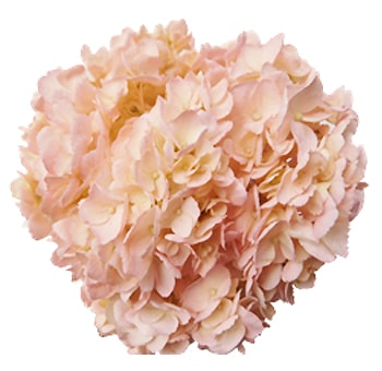 Pink Jumbo Hydrangea tinted flower with soft blush petals for elegant event decorations.