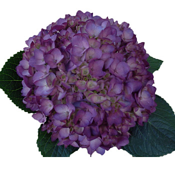 Bold Purple Airbrushed Hydrangea with deep violet petals and lush green leaves, ideal for dramatic floral displays and arrangements.