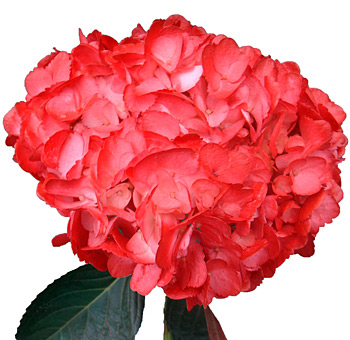 Close-up of Red Hydrangea Airbrushed bloom featuring rich crimson petals, perfect for bouquets, patriotic themes, and wedding centerpieces.