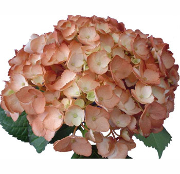 A stunning Terracotta Airbrushed Premium Hydrangea featuring rich terracotta hues blended with cream and burnt orange tones.