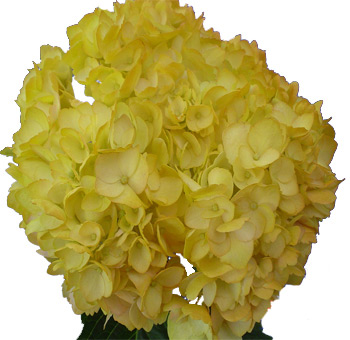 A lush Yellow Airbrushed Premium Hydrangea Flower with vibrant, full-bodied petals.