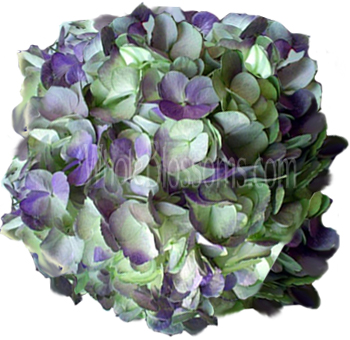 Antique purple tinted hydrangea with soft, multi-toned petals, adding a vintage charm and delicate texture to floral arrangements.