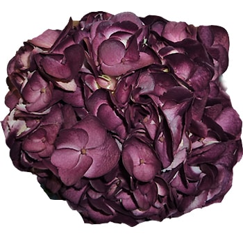 Deep Dark Berenjena airbrushed purple hydrangea bloom with velvety eggplant petals and lush fullness for weddings and event décor.