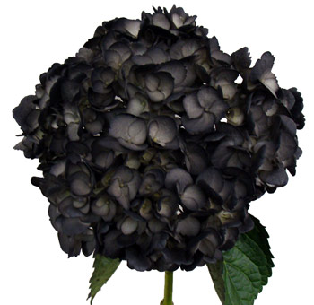 Dramatic airbrushed black hydrangea for moody weddings, gothic floral arrangements, and standout design elements.