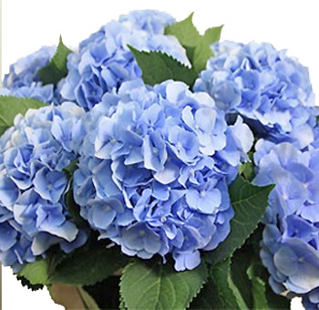 Blue Dutch hydrangea with voluminous blooms, perfect for weddings, gifts, and luxury floral styling.