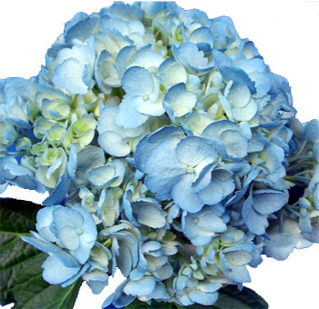 Airbrushed blue hydrangea blooms with cool tones, perfect for weddings, centerpieces, and bulk wholesale floral décor.
