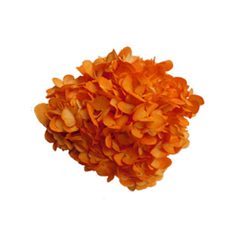 Close-up of Orange Hydrangea Airbrushed Dark with deep, rich petals in a bold sunset-orange hue.