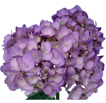 Airbrushed Lavender Hydrangea with soft, full petals tinted purple, ideal for romantic bouquets and pastel-themed floral arrangements.