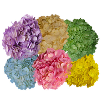 Assorted airbrushed spring hydrangea blooms, ideal for weddings, events, and fresh floral décor.