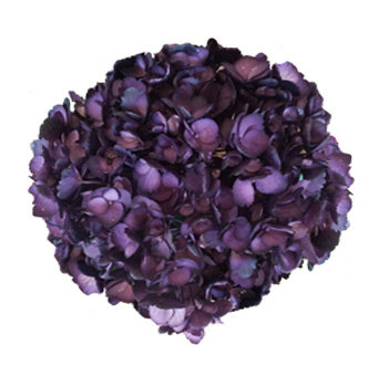 Rich Purple Hydrangea bloom with deep violet petals and lush, full shape, ideal for weddings, bouquets, and bold floral centerpieces.