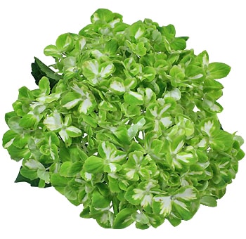 Natural emerald green hydrangea with lush petals, ideal for weddings, gifts, and premium arrangements.